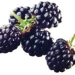 מחית פטל בר 1 קג CAP'FRUIT FR