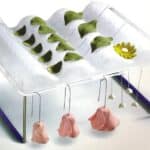 סטנד ליבוש פרחים אכילים