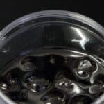 מחית וריגטו אמרנה 250 גרם