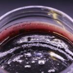 מחית אמרנה 100 גרם