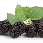 מחית תות בר שחור 100 גרם